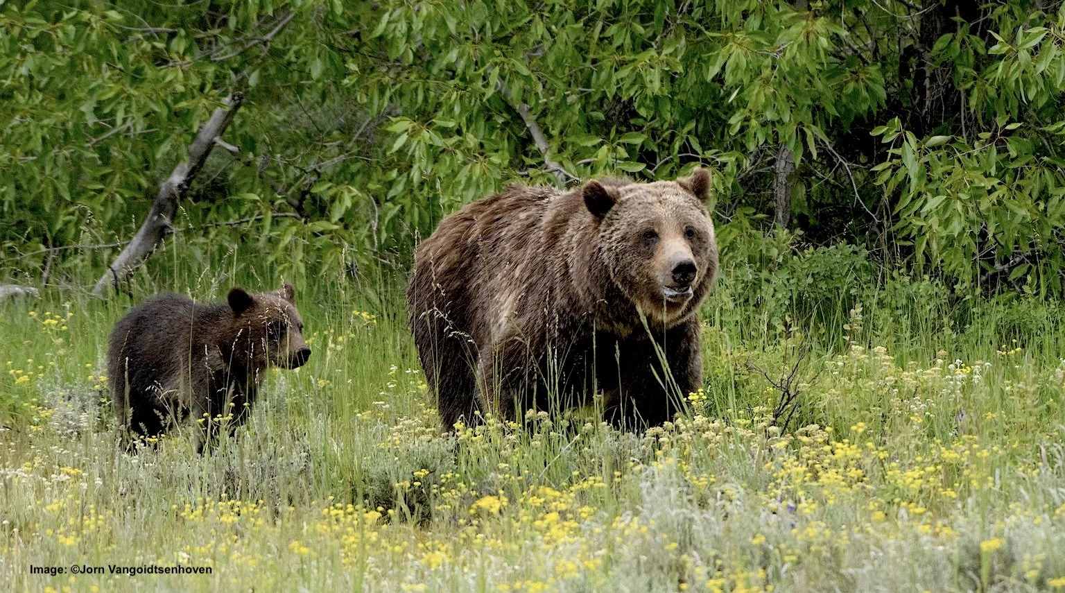 Searching Out the World's Most Famous Grizzly Bears, Update 2023